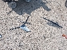 1G1ZD5ST9JF****** Wrecked 2018 Chevrolet Malibu in Massachusetts State