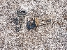 3GCPKSE32BG****** Wrecked 2011 Chevrolet Silverado 1500 in Texas State