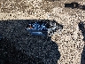 JTJBK1BA0F2****** Wrecked 2015 Lexus RX in Oklahoma State