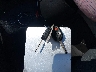 1FMCU9G97FU****** Salvamento 2015 Ford Escape en Estado de Ohio