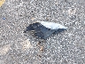 5J6RE4H76BL****** Wrecked 2011 Honda CR-V in Michigan State