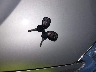 2G1WB5E33E1****** Salvamento 2014 Chevrolet Impala en Estado de Illinois