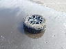1FTEW3KP5SK****** Wrecked 2025 Ford F-150 in Arizona State