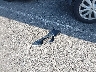 1FAHP35N29W****** Wrecked 2009 Ford Focus in New Jersey State