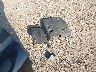 JTHBF5C21A5****** Wrecked 2010 Lexus IS in Texas State