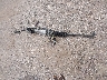 2G1WC58R279****** Wrecked 2007 Chevrolet Impala in Texas State