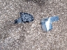 3TMCZ5AN2GM****** Wrecked 2016 Toyota Tacoma in Arkansas State