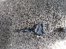 2HGEJ1232RH****** Salvage 1994 Honda Civic in New Mexico State