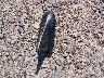 2G4GP5EC8B9****** Salvage 2011 Buick Regal in Wisconsin State