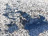 5TFBY5F13BX****** Wrecked 2011 Toyota Tundra in North Carolina State