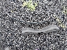 3FA6P0HD2ER****** Destrozados 2014 Ford Fusion en Estado de Carolina del Sur
