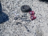 3FMCR9B69MR****** Wrecked 2021 Ford Bronco Sport in Arkansas State
