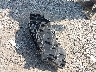 19XFC1F99HE****** Wrecked 2017 Honda Civic in Indiana State