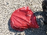 ML5ZXCP15SD****** Wrecked 2025 Kawasaki Ninja ZX-4R in Nebraska State