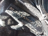 1HD1BJL41RY****** Repairable 1994 Harley-Davidson Heritage Softail Classic in Rec Rides Online Exclusive