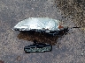 1G1ZH57B39F****** Salvage 2009 Chevrolet Malibu in Texas State