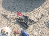5XYPGDA33JG****** Wrecked 2018 Kia Sorento in Pennsylvania State