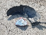 2GNALBEK4F1****** Wrecked 2015 Chevrolet Equinox in Illinois State