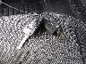 3VWC57BUXMM****** Salvage 2021 Volkswagen Jetta in Florida State