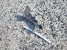 KM8J3CA43MU****** Wrecked 2021 Hyundai Tucson in Wisconsin State