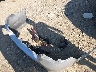 1N4AL3AP1JC****** Wrecked 2018 Nissan Altima in Indiana State