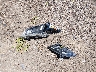 1N4AA6AP2HC****** Wrecked 2017 Nissan Maxima in New Hampshire State