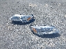 3C6LRVNG4SE****** Wrecked 2025 RAM Promaster 1500 in California State