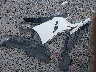 5XXG64J25PG****** Wrecked 2023 Kia K5 in South Carolina State
