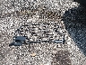 5FNYF9H81TB****** Wrecked 2026 Honda Passport in Ohio State