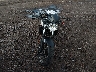 JS1VP55B8R7****** Used and Repairable 2024 Suzuki SV650 in Arizona State