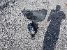 1G4PP5SK0E4****** Destrozados 2014 Buick Verano en Estado de Florida