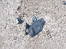 1NXBU40E29Z****** Wrecked 2009 Toyota Corolla in Indiana State