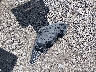 KM8SM4HF6HU****** Wrecked 2017 Hyundai Santa Fe in South Carolina State