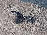 SALGS2SV3KA****** Wrecked 2019 Land Rover Range Rover in Ohio State