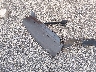 5J6YH28728L****** Wrecked 2008 Honda Element in Maryland State