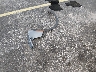 5XYK33AF4PG****** Wrecked 2023 Kia Sportage in Florida State