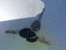 1HGEM21931L****** Salvage 2001 Honda Civic in Hawaii State