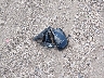 3C4PDCGB6GT****** Wrecked 2016 Dodge Journey in Illinois State