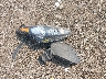 KNDPMCAC7H7****** Wrecked 2017 Kia Sportage in Ohio State