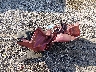 1FMCU0D79BK****** Wrecked 2011 Ford Escape in Arkansas State