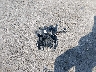 3GNAXMEV3NS****** Wrecked 2022 Chevrolet Equinox in Kansas State