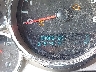 1GCRKSEA8CZ****** Reparables 2012 Chevrolet Silverado 1500 en Estado de Missouri