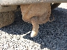 4S4BRBSC4D3****** Used and Repairable 2013 Subaru Outback in Honolulu
