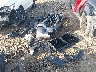 5TFLA5DB5TX****** Reparables 2026 Toyota Tundra
