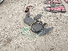 4T1BF1FK7CU****** Destrozados 2012 Toyota Camry en Estado de Massachusetts