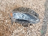 1N4AL3APXHN****** Salvage 2017 Nissan Altima in Illinois State