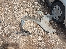 1N4AL2AP2CC****** Wrecked 2012 Nissan Altima in Arizona State