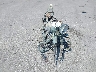 1HD1BWV19EB****** Usados y Reparables 2014 Harley-Davidson FLSTC en Estado de Nebraska
