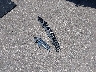 2C4RC1DG2HR****** Wrecked 2017 Chrysler Pacifica in Minnesota State
