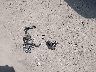 1GNEVGKW1PJ****** Wrecked 2023 Chevrolet Traverse in Iowa State